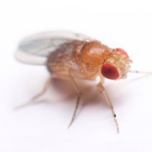 Drosophila suukii
